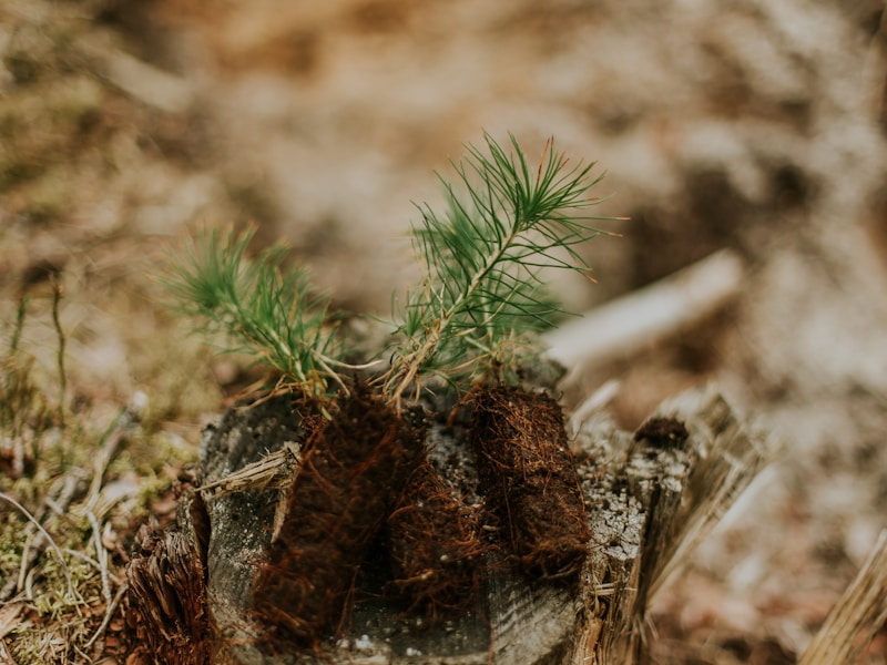 Carbon Offsetting 101: A Comprehensive Guide for Frequent Flyers
