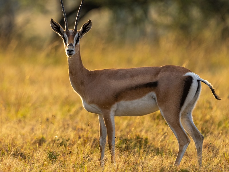 Ethical Wildlife Tourism: A Comprehensive Guide to Observing Animals Without Exploitation