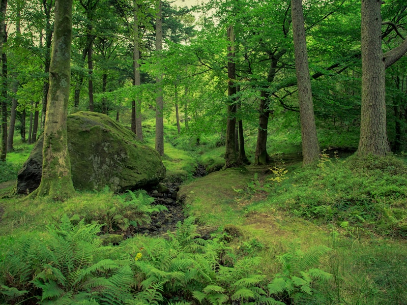 Regenerative Travel: A Comprehensive Guide to Leaving Destinations Better Than You Found Them