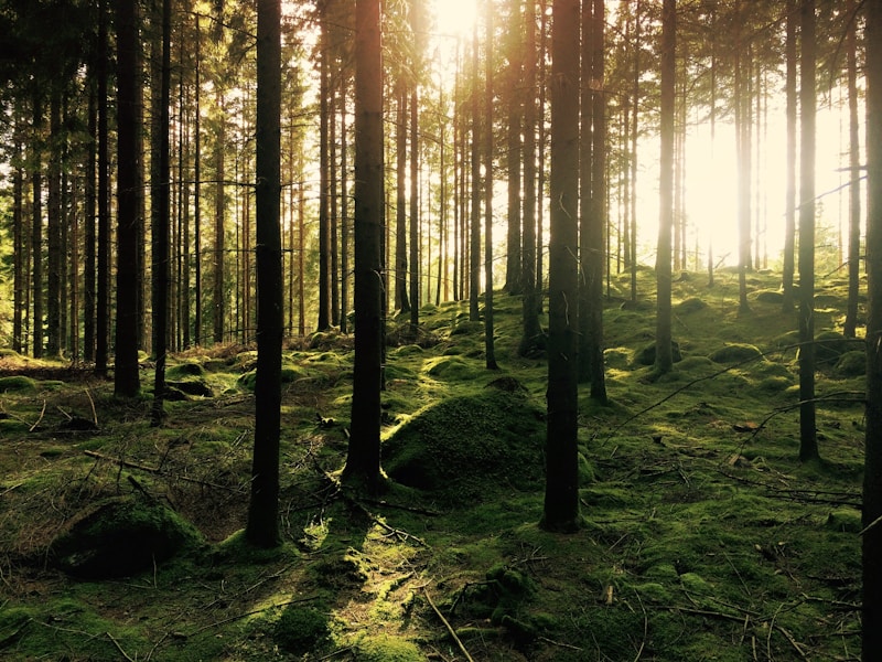 The Rise of Silent Travel: Why Quiet Parks and Digital Detoxes are the Future of Tourism