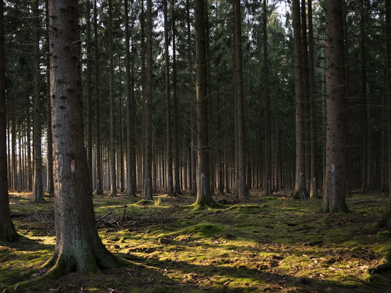 The Ultimate Beginner's Guide to Carbon Offsetting for International Flights