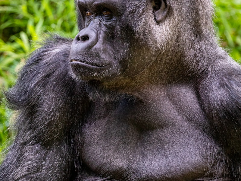 Wilderness Immersion: Top Ethical Wildlife Encounters Around the World