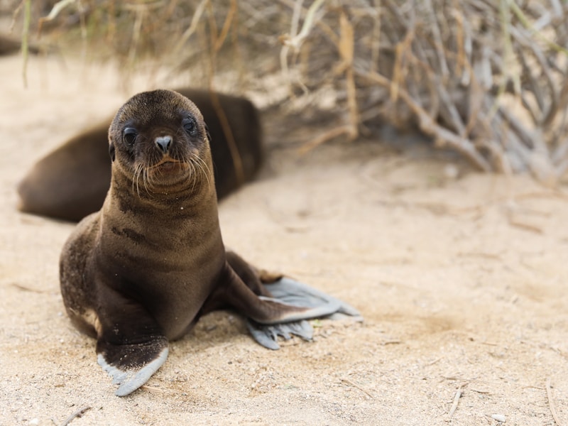 Wilderness Immersion: Top Ethical Wildlife Encounters Around the World